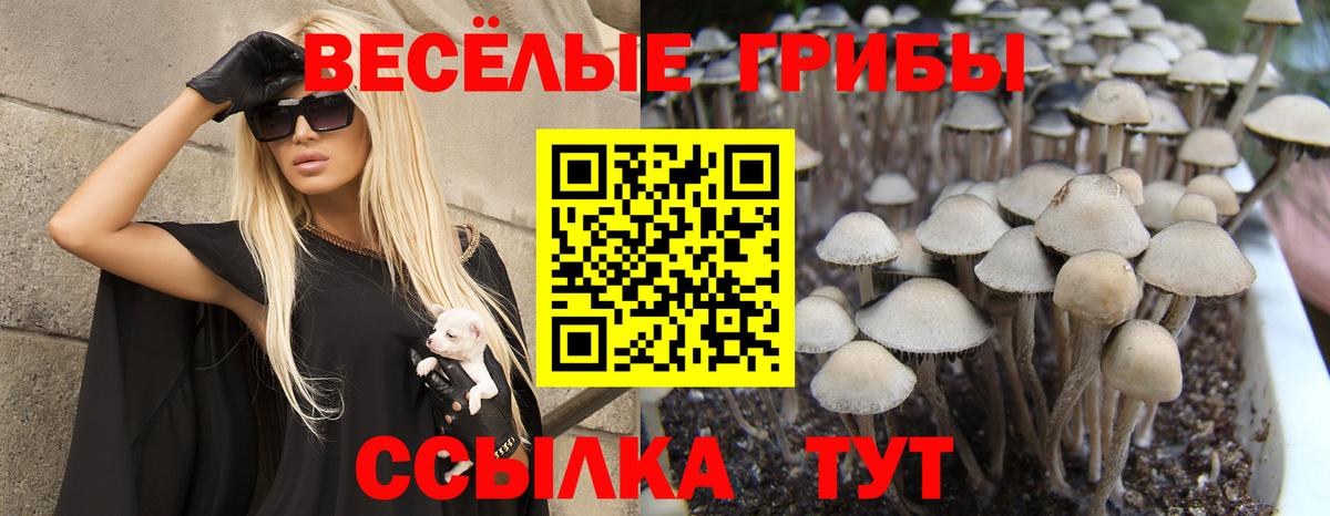 Галлюциногенные грибы Cubensis  Вход с VPN  Корсаков 